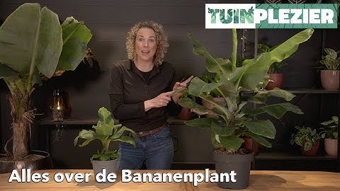 Alles over de Bananenplant - Musa | TUINPLEZIER
