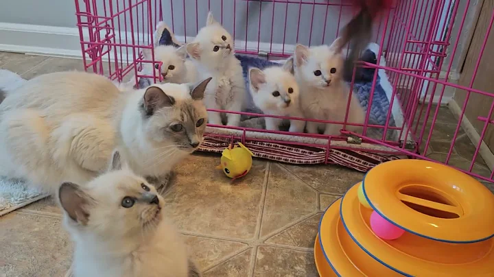Video 8313081: cats balinese kittens