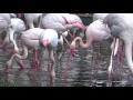 Flamingók a Budapesti Állatkertben