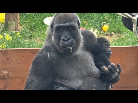 #gorillas and #baby #gorillas
