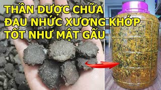 Thần Dược Chữa Đau Nhức Xương Khớp Qúy Như Mật Gấu