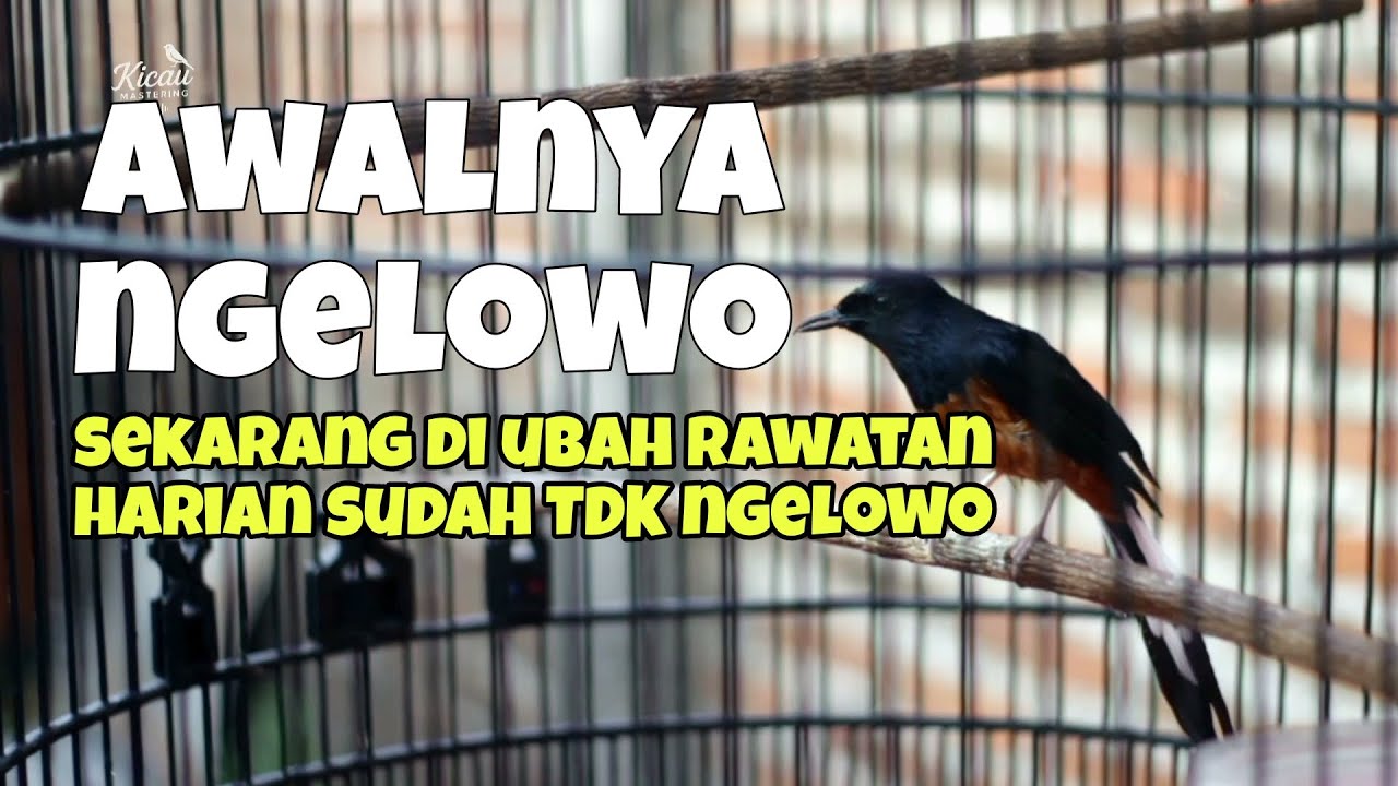 Cara mengatasi murai batu ngelowo dari akarnya