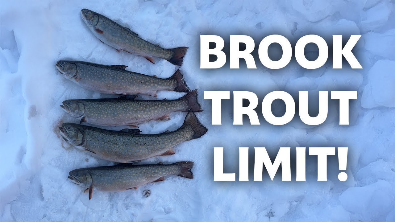 Stocked Brook Trout Limit!