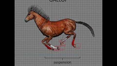 Horse Gaits - Gallop
