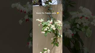 Guess tha flowers name 😊#nature #trendingshorts #trending #flowers #love #chandigarh #shorts #song