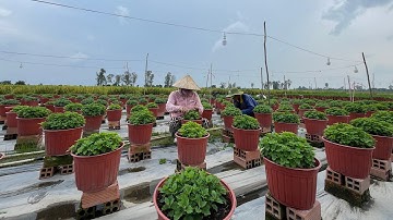 NGẮT CƠI CUỐI CHO MÂM XÔI HÀN QUỐC - TẬP 3 | TẾT 2025