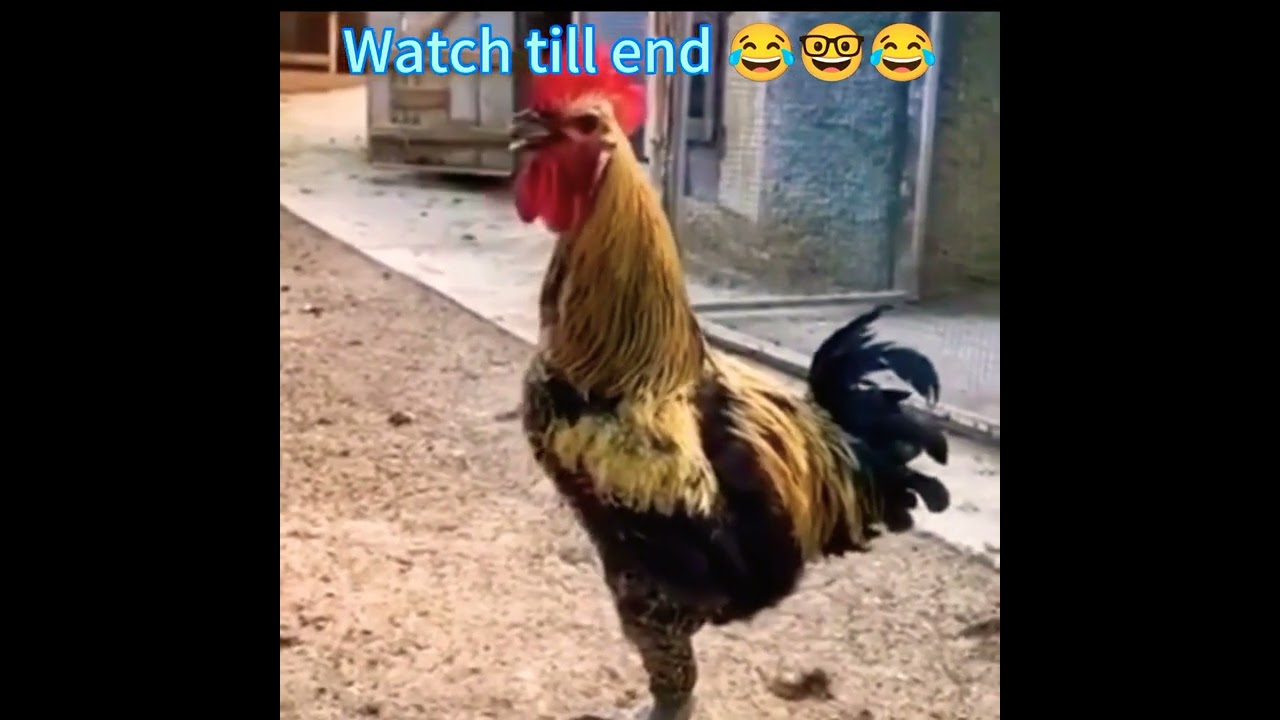 murga ki funny video | मुर्गा की मजेदार वीडियो | Comedy video