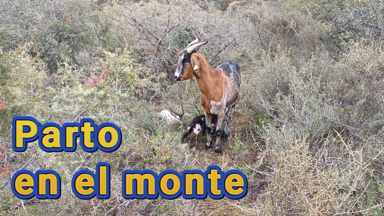 Una cabra trae vida al mundo en medio del monte y viene una tormenta...