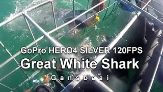 GREAT WHITE SHARK 120 fps Capetown South Africa