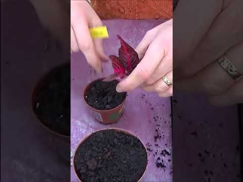 Βίντεο: Πληροφορίες για το φυτό Iresine - Μάθετε για την καλλιέργεια φυτών με φύλλα αίματος