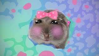 Sad Hamster Girl 1 hour
