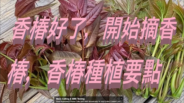 香椿好了，开始摘香椿，香椿种植要点 -- Chinese Toon Bud Is Ready to Harvest! Some Tips for Growing Chinese Toom Bud? - 天天要闻