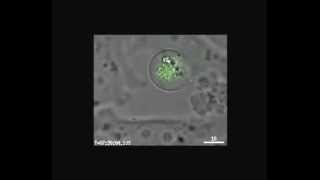 Stable kinetochore–microtubule attachment is sufficient to silence the spindle assembly checkpoint