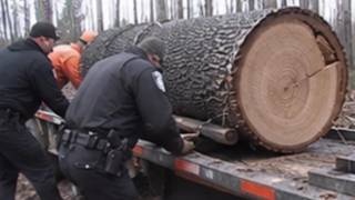 Download lagu IMPERFECT CRIMES - THE TREE MAN - FULL DOCUMENTARY 2026 NEW