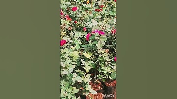 Thumbnail of 🌷💞☀️🦋🌹🌺🥀🌸🪻 #viral #shortsbreak #youtube #flowers #garden#ytshorts #yt#manifestedit