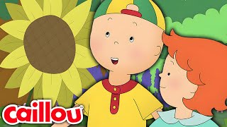 Caillou im Botanischen Garten | Die Neuen Abenteuer von Caillou | Staffel 3: Folge 15