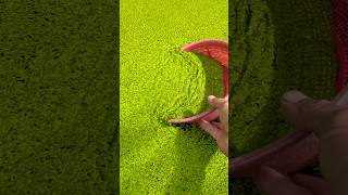 Vớt Bèo Về Cho Vịt Ăn