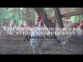 2,000 Hens Free at Last