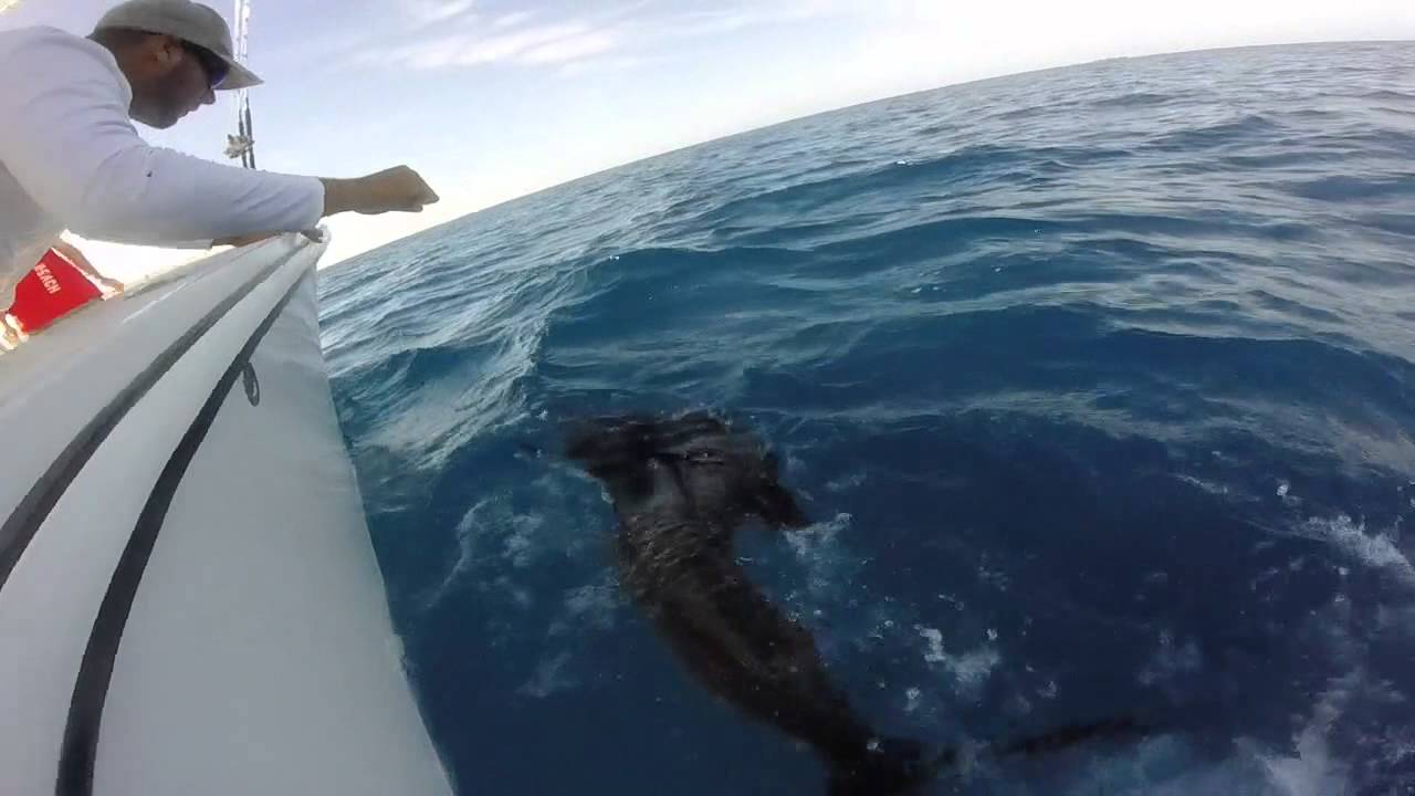 Sailfish, blackfin tuna, cuda, and bonito action on Angler Management june 2015