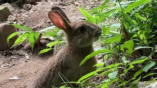山道で出会った野うさぎが可愛すぎた【宝満山】/Rabbit/Japanese hare/jackrabbit