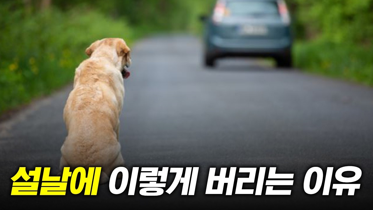 유기견이 많은 이유