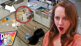 Dog’s Destroy House!  CAUGHT ON CAMERA!