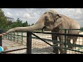 Двойное удовольствие! Тайган Elephant. Taigan