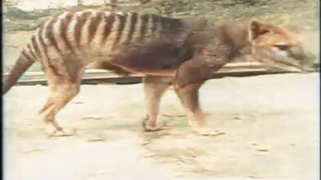 Rare Footage Of Last-Known Tasmanian Tiger Unearthed, Released Online