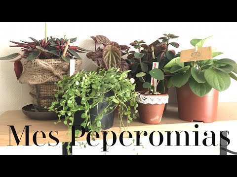 Vidéo: Peperomia Care - Apprenez à cultiver des plantes de Peperomia à l'intérieur