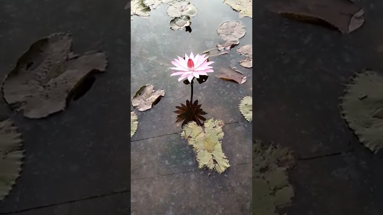 Pink Lotus || Saking Cantiknya Sampai Dikira Bunga Plastik