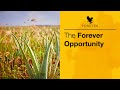 The forever opportunity  forever living products