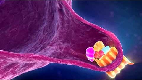 The Hedgehog Signaling in the Tumor Microenvironment - Research Hedgehog.flv