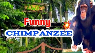 HAPPINESS WITH CHIMPANZEE LIMBANI AT ZWF, MIAMI