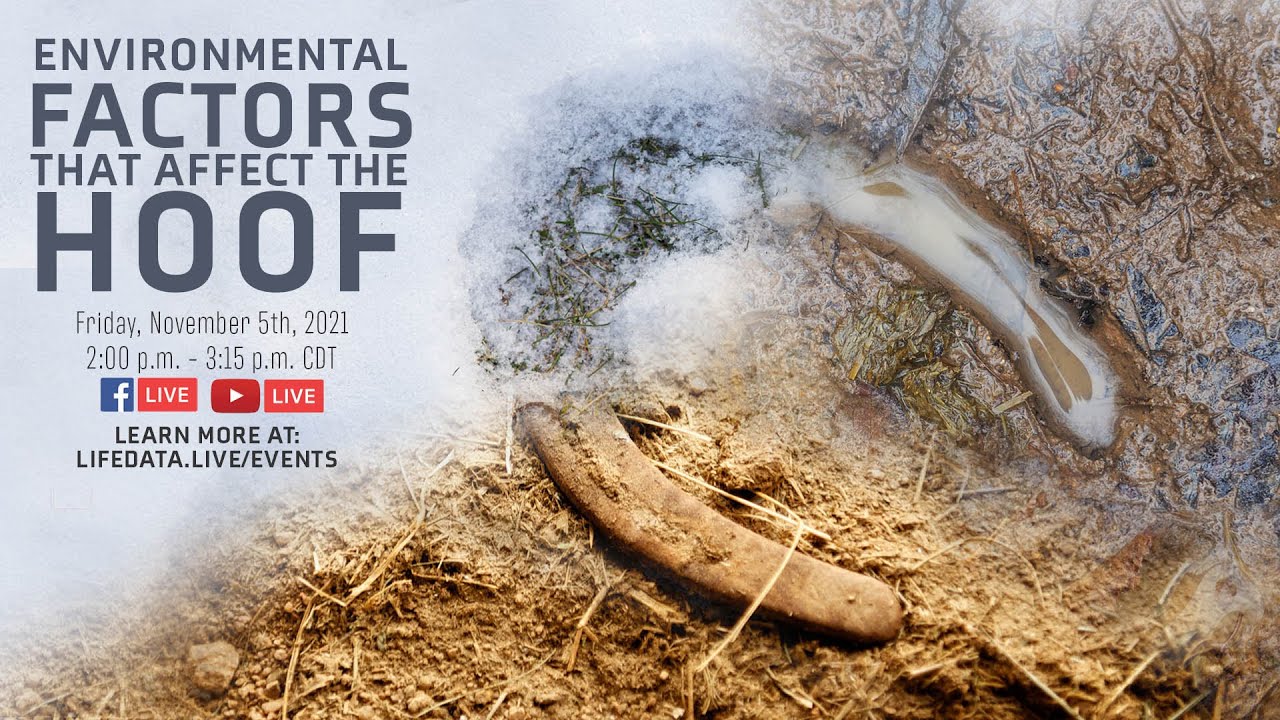 Environmental Factors That Affect The Hoof