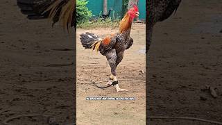 RAVINDRA gari punjulu top quality breed available #rooster #pandem #topquality #top #chicken screenshot 4