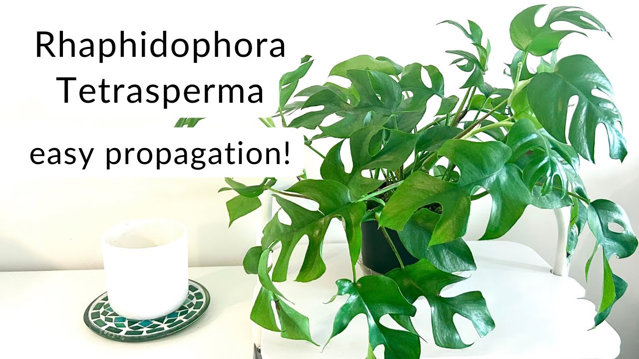 philodendron erubescens dark lord Philodendron ~ Dark Lord Live Plant (Fresh Cutting) (Regular) main image 0