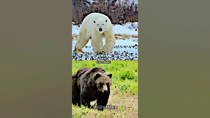 Polar Bear vs Grizzly Bear