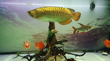 Cận cảnh một số loài cá cảnh đẹp độc đáo