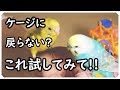 【セキセイインコ 放鳥】放鳥はとても楽しいけれどケージに戻ってくれない...そんな時の解決策はこれ!