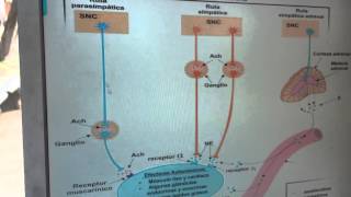 Reflejo Motor Visceral.