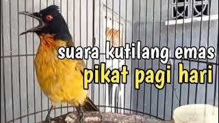 suara pikat kutilang emas pagi hari