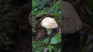 БІЛИЙ ГРИБ ВЕЛЕТЕНЬ 🍄 4 жовтня, дощ, природа, ліс #життя #природа #грибочки #nature