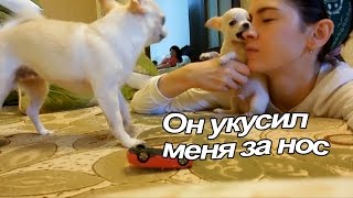 VLOG: Пилот кусается, рычит и лает / Мака хромает / Уборка с Климом(https://www.youtube.com/watch?v=E3Qgma0W4I4 Шалаш Клима новое видео https://www.youtube.com/channel/UCzKkgEEV_t-ZR4edAr-Z9Aw/feed канал ..., 2015-10-14T04:46:22.000Z)