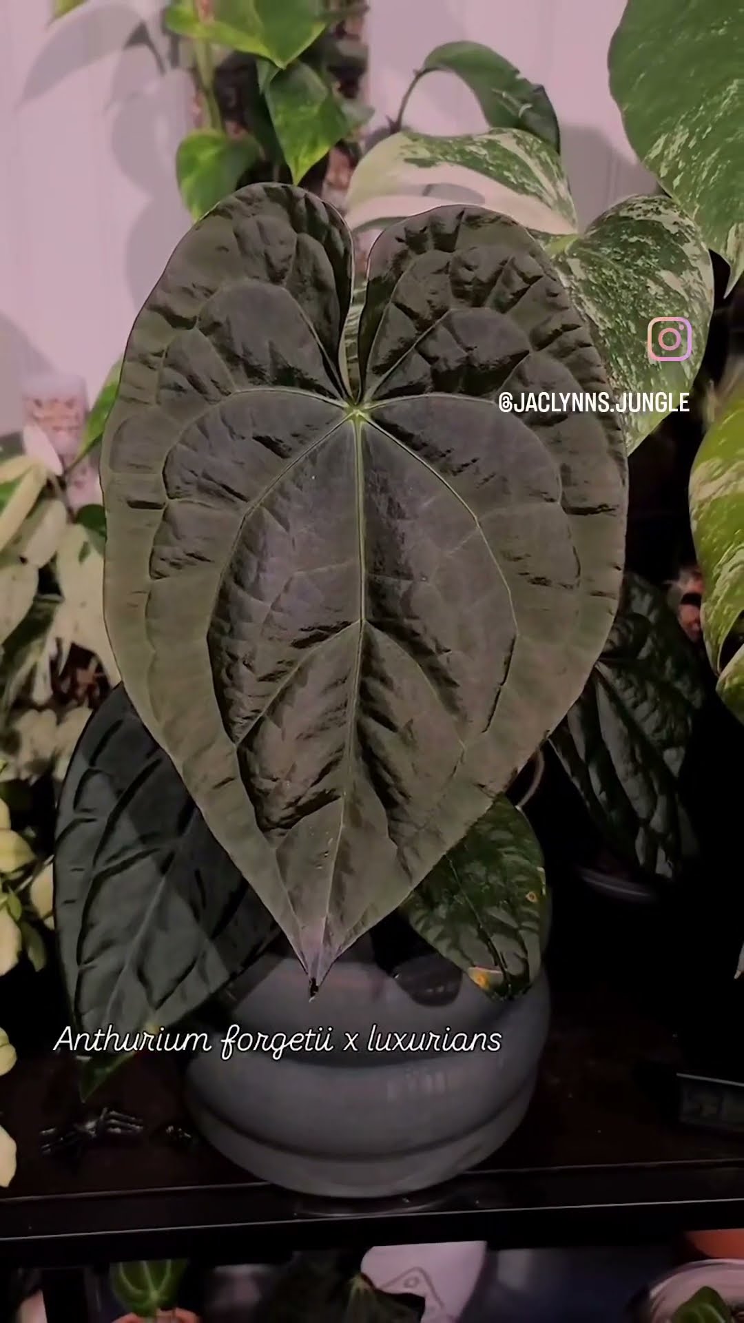 Anthurium forgetii x luxurians is a 10/10