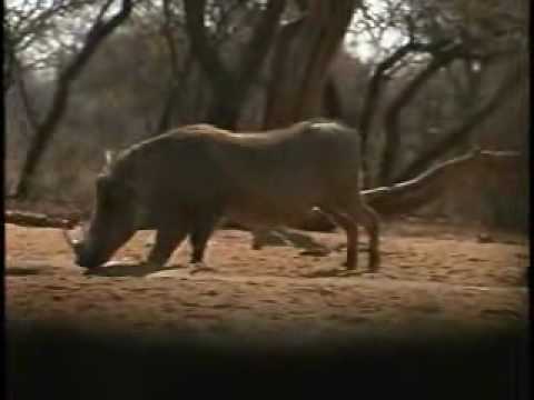 Double Trouble In Africa