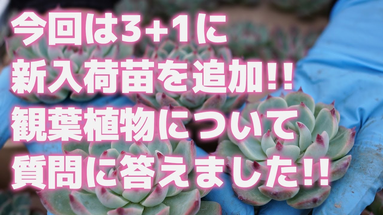 Succulents] New seedlings added to the 3+1 collection! We answered