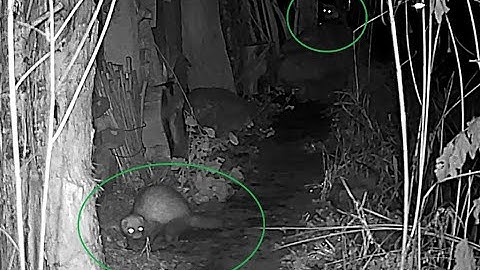 Bunzing en Steenmarter tegelijk in beeld!