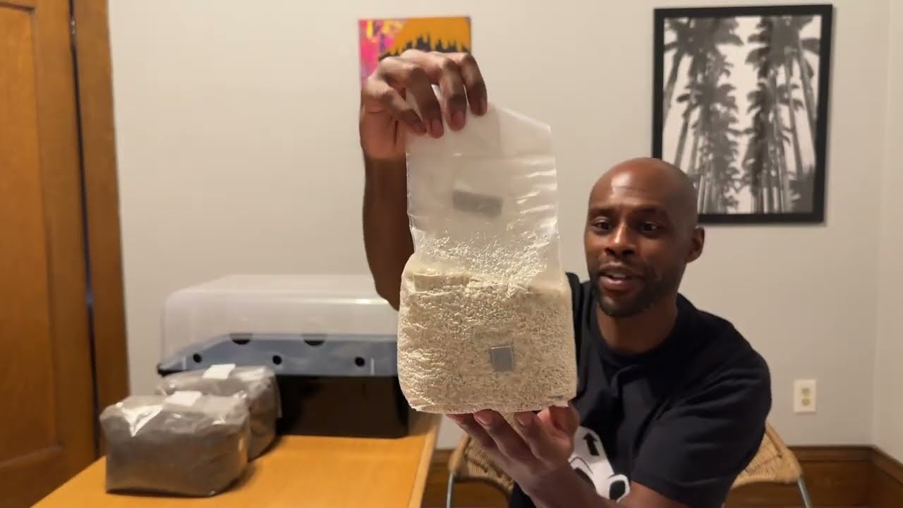 Colonized Pioppino Millet Grain Spawn
