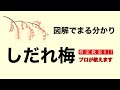 剪定教室017 「枝垂れ梅、基本理論解説編」シダレウメの剪定方法を初心者向けに丁寧に解説しました