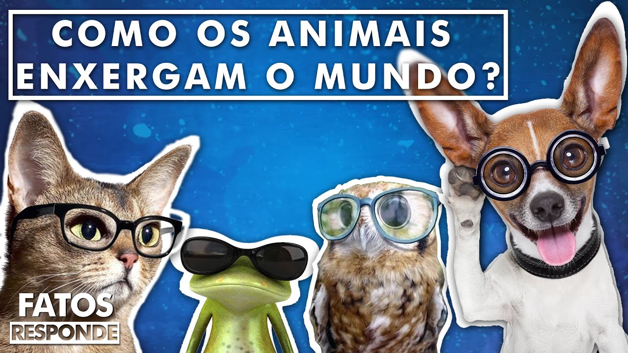 Como os animais enxergam o Mundo? – FATOS RESPONDE